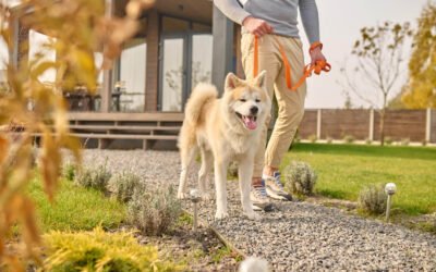 How to Maintain a Pet-Friendly Outdoor Living Space